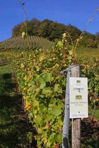 Vinice odrůdy Müller Thurgau