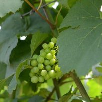 Hrozny odrůdy Chardonnay