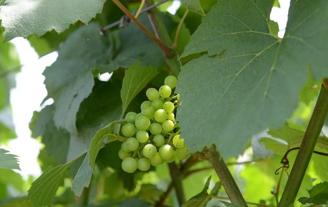 Hrozny odrůdy Chardonnay