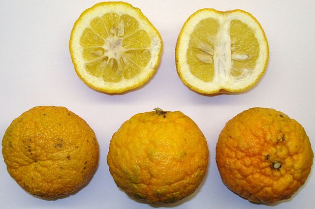 Hořké pomeranče Laraha