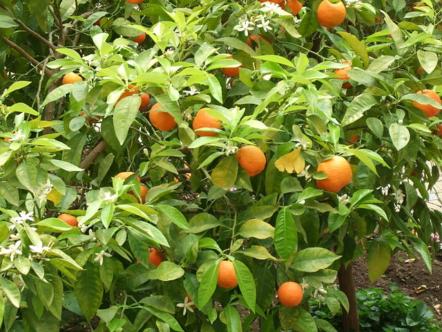 Hořké pomeranče