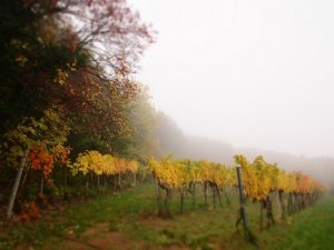 Vinice v podzimní mlze